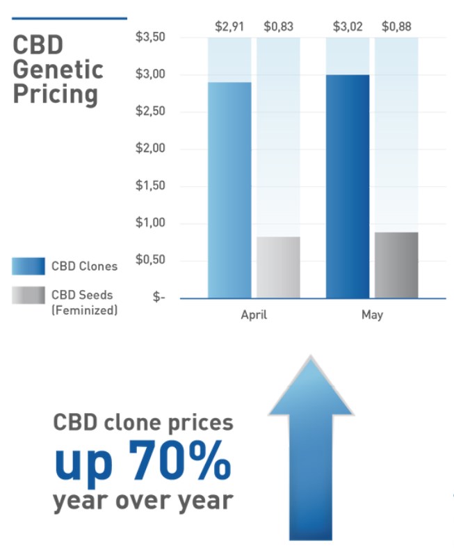 WHOLESALE-HEMP-GENETICS-PRICING-1